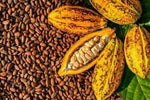 POUDRE DE CACAO 500g