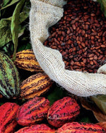 POUDRE DE CACAO 500g